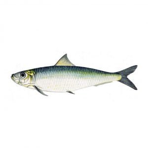 Amigo Food Group Wholesaler Supplier UK | Spanish Wholesaler